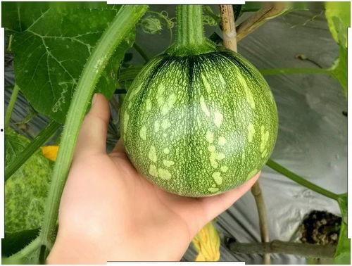 上海216事件吃瓜,揭秘背后真相，吃瓜群众围观网络热议